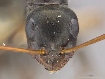 Media type: image;   Entomology 520093
